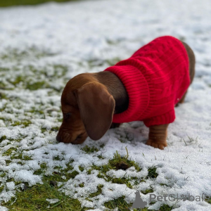 Foto №2 zu Ankündigung № 163557 zu verkaufen  - einkaufen Australien 