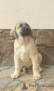 Zusätzliche Fotos: Türkische Kangal-Welpen