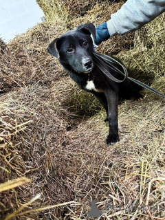 Foto №3. Sie suchen ein Haus mit erwachsenen Welpen.. Russische Föderation