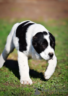 Foto №2 zu Ankündigung № 135175 zu verkaufen zentralasiatischer owtscharka - einkaufen Serbien quotient 	ankündigung