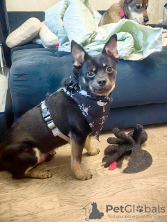 Foto №4. Ich werde verkaufen mischlingshund in der Stadt Москва. quotient 	ankündigung - preis - Frei