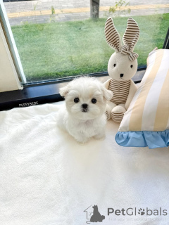 Foto №2 zu Ankündigung № 164004 zu verkaufen malteser - einkaufen Finnland quotient 	ankündigung, aus dem tierheim