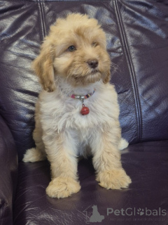 Foto №4. Ich werde verkaufen labradoodle in der Stadt Vilovo. züchter - preis - verhandelt