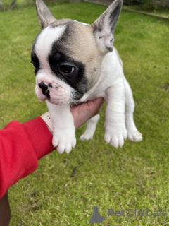 Foto №1. französische bulldogge - zum Verkauf in der Stadt Bronxville | 331€ | Ankündigung № 78094