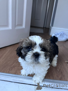 Foto №2 zu Ankündigung № 54467 zu verkaufen shih tzu - einkaufen Großbritannien quotient 	ankündigung