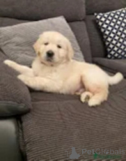Foto №2 zu Ankündigung № 169265 zu verkaufen golden retriever - einkaufen Finnland züchter