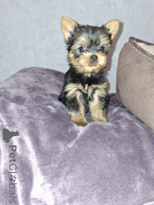 Foto №2 zu Ankündigung № 159220 zu verkaufen biewer terrier, yorkshire terrier - einkaufen Lettland quotient 	ankündigung, vom kindergarten, züchter