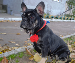 Foto №1. französische bulldogge - zum Verkauf in der Stadt Odessa | 453€ | Ankündigung № 7451