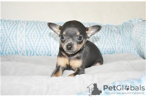 Zusätzliche Fotos: Entzückende Chihuahua-Welpen zur kostenlosen Adoption