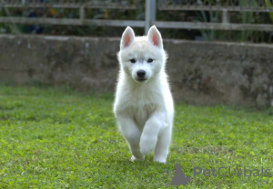 Foto №4. Ich werde verkaufen siberian husky in der Stadt Ниш. züchter - preis - verhandelt