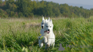 Foto №3. Beautiful Husky Puppies Your Loyal Companions!. Serbien