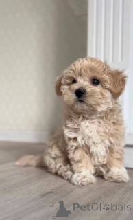 Foto №1. maltipu - zum Verkauf in der Stadt Stralsund | Frei | Ankündigung № 147553