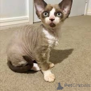 Foto №3. Chatons Cornish Rex sind à la vente erhältlich.. Belgien