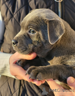 Foto №4. Ich werde verkaufen staffordshire bull terrier in der Stadt Etterbek. quotient 	ankündigung - preis - 620€