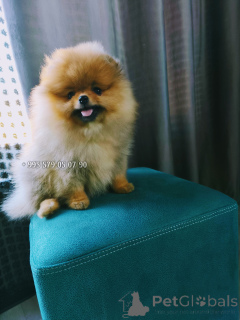 Foto №1. pommersche spitz - zum Verkauf in der Stadt Tiflis | verhandelt | Ankündigung № 163833