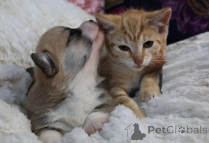 Foto №4. Ich werde verkaufen welsh corgi in der Stadt Berlin. züchter - preis - verhandelt