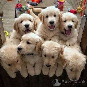 Foto №2 zu Ankündigung № 149690 zu verkaufen golden retriever - einkaufen Deutschland 