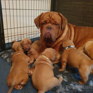 Foto №2 zu Ankündigung № 89096 zu verkaufen dogue de bordeaux - einkaufen Schweiz quotient 	ankündigung