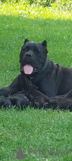 Foto №4. Ich werde verkaufen cane corso italiano in der Stadt Smederevska Palanka. quotient 	ankündigung - preis - verhandelt