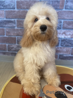 Foto №1. english cocker spaniel, pudel (zwerg) - zum Verkauf in der Stadt Woronesch | verhandelt | Ankündigung № 159710