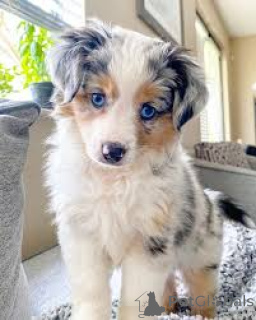 Foto №2 zu Ankündigung № 136850 zu verkaufen australian shepherd - einkaufen Deutschland 