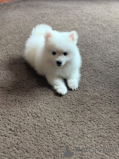 Foto №1. japan-spitz - zum Verkauf in der Stadt Florenville | 750€ | Ankündigung № 164872