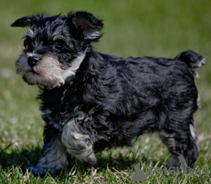 Foto №1. schnauzer - zum Verkauf in der Stadt Prag | 331€ | Ankündigung № 111166