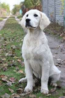 Foto №4. Ich werde verkaufen labrador retriever in der Stadt Москва. vom kindergarten - preis - 1600€