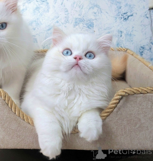 Foto №4. Ich werde verkaufen schottische faltohrkatze in der Stadt Essentuki. vom kindergarten - preis - verhandelt