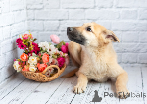 Foto №4. Ich werde verkaufen mischlingshund in der Stadt Moskwa. quotient 	ankündigung - preis - Frei