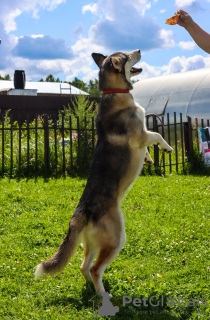 Foto №4. Ich werde verkaufen mischlingshund in der Stadt Москва. quotient 	ankündigung - preis - Frei