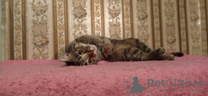 Foto №3. Junge Katze Masyanya sucht eine Familie.. Russische Föderation