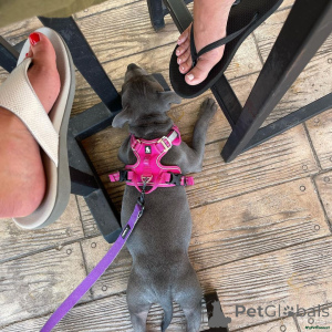 Foto №2 zu Ankündigung № 166431 zu verkaufen mischlingshund - einkaufen Großbritannien quotient 	ankündigung