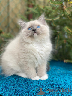 Zusätzliche Fotos: Wunderschöne Kätzchen zu verkaufen, die Kinder warten auf ihre neuen Eltern