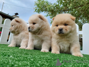 Foto №3. Chow chow chow chow is always the best gift. Serbien