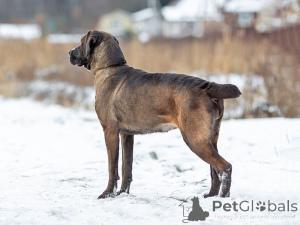 Foto №3. Beauty Lada, ein junger, freundlicher Familienhund sucht ein Zuhause. Russische Föderation