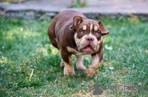 Zusätzliche Fotos: American Bully Welpen zu verkaufen