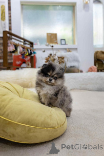 Foto №1. pommersche spitz - zum Verkauf in der Stadt Madrid | 200€ | Ankündigung № 151659