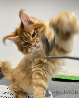 Foto №1. maine-coon-katze - zum Verkauf in der Stadt Moskau | verhandelt | Ankündigung № 161312