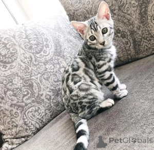 Foto №1. beagle - zum Verkauf in der Stadt Berlin | 640€ | Ankündigung № 163087