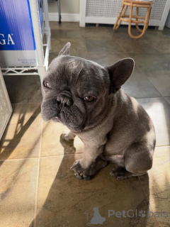 Foto №2 zu Ankündigung № 171691 zu verkaufen französische bulldogge - einkaufen Schweiz quotient 	ankündigung
