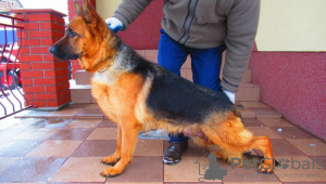 Foto №1. deutscher schäferhund - zum Verkauf in der Stadt Lubice | 450€ | Ankündigung № 52695