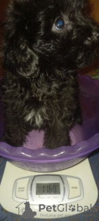 Foto №3. Yorkipu Mädchen. Ukraine