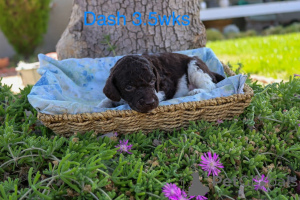 Foto №3. Standardpudelwelpen zu verkaufen. Dänemark