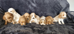 Foto №1. english cocker spaniel - zum Verkauf in der Stadt Schlechtes Münsteerefel | verhandelt | Ankündigung № 166353