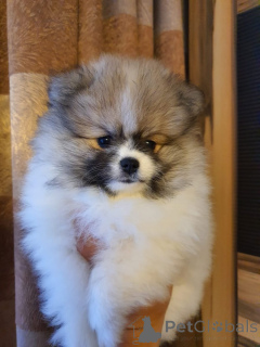 Foto №3. Netter kleiner Mini -Pommeraner Spitz Welpe. Deutschland