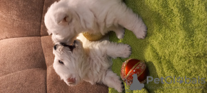 Foto №4. Ich werde verkaufen west highland white terrier in der Stadt Riga. quotient 	ankündigung - preis - 1500€