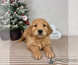 Foto №2 zu Ankündigung № 161055 zu verkaufen golden retriever - einkaufen Australien züchter