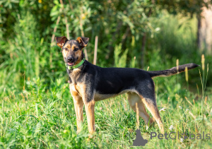 Foto №3. Die aktive Schönheit Iva sucht eine liebevolle Familie!. Russische Föderation