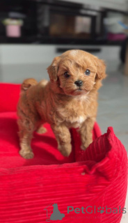 Foto №1. pudel (toy) - zum Verkauf in der Stadt Wien | verhandelt | Ankündigung № 166817